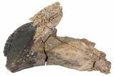 Rooted Triceratops Tooth - South Dakota #70138-3